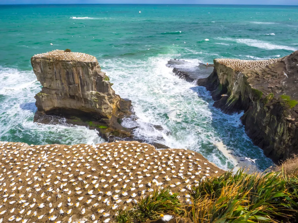 Gannet sanctuary in Muriwai