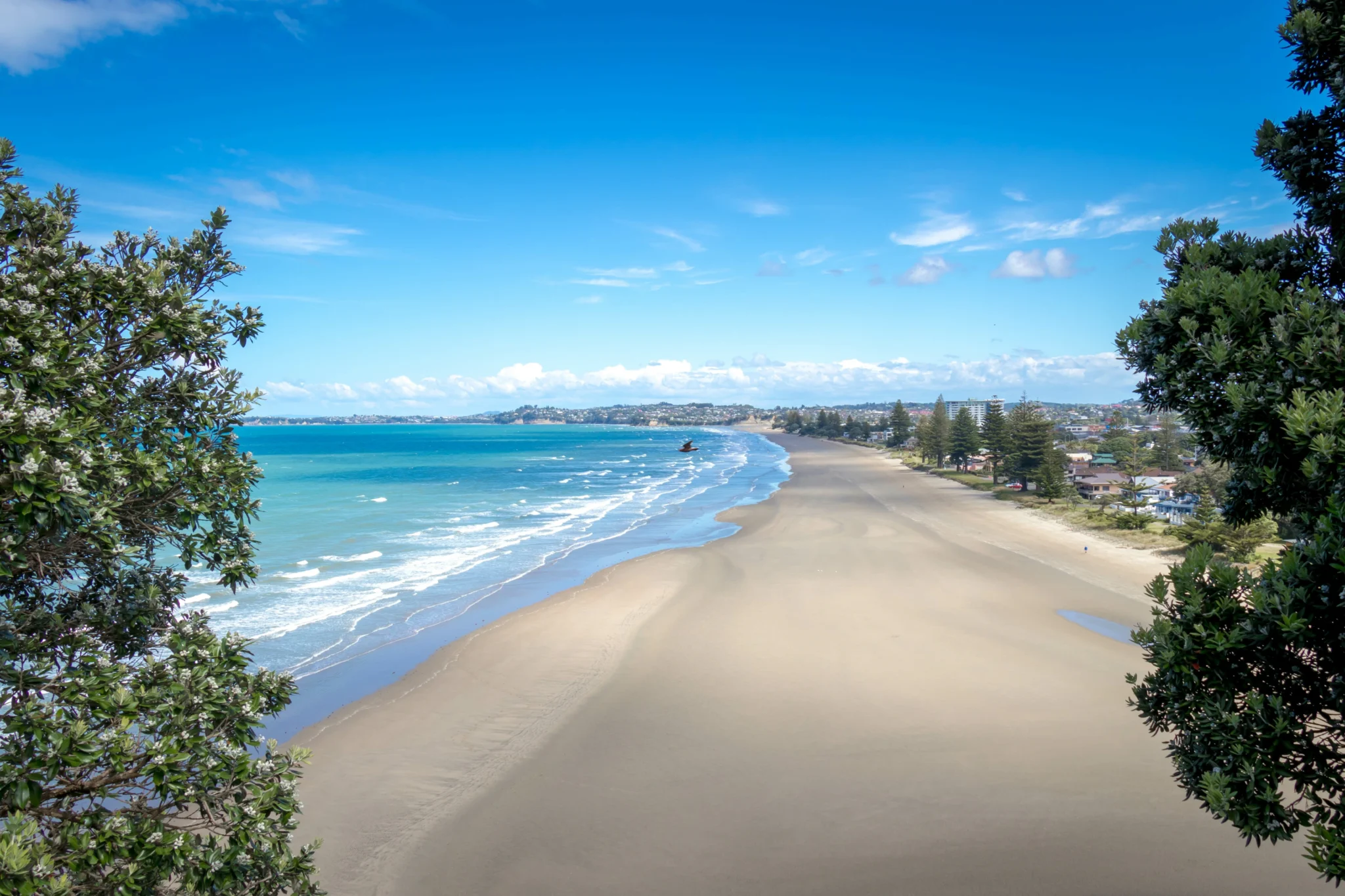 Gannet sanctuary in Muriwai